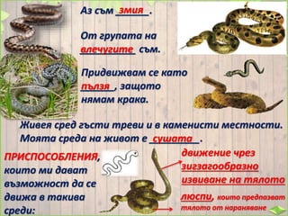 люспи, които предпазват
тялото от нараняване
Аз съм ______.змия
От групата на
__________ съм.влечугите
Придвижвам се като
______, защото
нямам крака.
пълзя
Живея сред гъсти треви и в каменисти местности.
Моята среда на живот е _________.сушата
ПРИСПОСОБЛЕНИЯ,
които ми дават
възможност да се
движа в такива
среди:
движение чрез
зигзагообразно
извиване на тялото
 