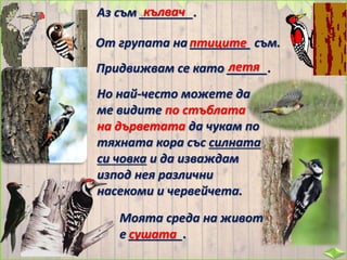 Аз съм ________.кълвач
От групата на _________ съм.птиците
Придвижвам се като ______.летя
Но най-често можете да
ме видите по стъблата
на дърветата да чукам по
тяхната кора със силната
си човка и да изваждам
изпод нея различни
насекоми и червейчета.
Моята среда на живот
е ________.сушата
 