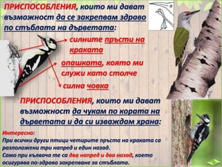 Интересно:
При всички други птици четирите пръста на краката са
разположени три напред и един назад.
Само при кълвача те са два напред и два назад, което
осигурява по-здраво закрепване за стъблата.
ПРИСПОСОБЛЕНИЯ, които ми дават
възможност да се закрепвам здраво
по стъблата на дърветата:
силните пръсти на
краката
опашката, която ми
служи като столче
ПРИСПОСОБЛЕНИЯ, които ми дават
възможност да чукам по кората на
дърветата и да си изваждам храна:
силна човка
 