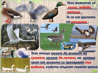 Тези птици могат да живеят на
сушата, могат да летят, но голяма
част от живота си прекарват във
водата, където търсят своята храна.
Тези животни са
________________
________.
гъски, лебеди,
патици
Те са от групата
на _________.птиците
 