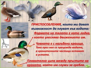 Плавателна ципа между пръстите на
краката, която им служи за гребла.
ПРИСПОСОБЛЕНИЯ, които ми дават
възможност да плуват във водата:
Формата на тялото е като лодка,
което улеснява движението им.
Човката е с назъбени краища.
Така през нея се прецежда водата,
а хранителните частици остават
в устата.
 