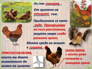 Аз съм _________.кокошка
От групата на
_________ съм.птиците
Придвижвам се като
_____. Прехвръквам
на къси разстояния,
защото имам слабо
развити криле.
ходя
Моята среда на живот
е ________.сушата
ПРИСПОСОБЛЕНИЯ,
които ми дават
възможност да
живея на сушата:
силни крака,
с които ровя
почвата и
намирам храна
 