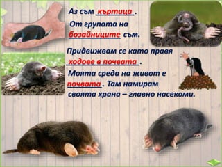 Аз съм _________.къртица
От групата на
____________ съм.бозайниците
Придвижвам се като правя
_________________.ходове в почвата
Моята среда на живот е
________. Там намирам
своята храна – главно насекоми.
почвата
 
