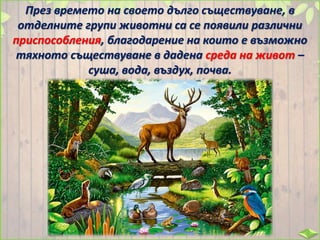 През времето на своето дълго съществуване, в
отделните групи животни са се появили различни
приспособления, благодарение на които е възможно
тяхното съществуване в дадена среда на живот –
суша, вода, въздух, почва.
 