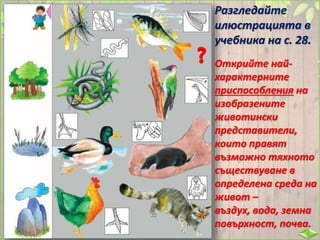 Разгледайте
илюстрацията в
учебника на с. 28.
Открийте най-
характерните
приспособления на
изобразените
животински
представители,
които правят
възможно тяхното
съществуване в
определена среда на
живот –
въздух, вода, земна
повърхност, почва.
 