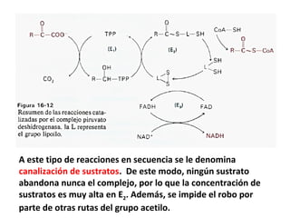 A este tipo de reacciones en secuencia se le denomina
canalización de sustratos. De este modo, ningún sustrato
abandona nunca el complejo, por lo que la concentración de
sustratos es muy alta en E2. Además, se impide el robo por
parte de otras rutas del grupo acetilo.
 
