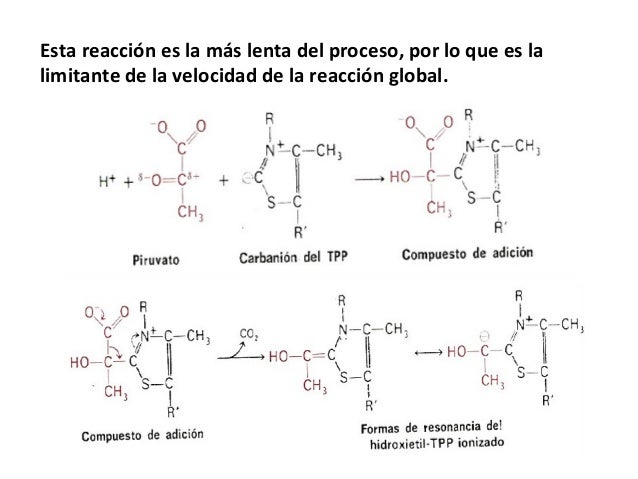 14. conversion de piruvato en acetil coa