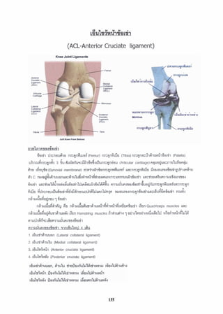 (ACL-Anterior Cruciate ligament)
n~wfinmria~r's~J7
%a1117 dznau&qu no=qn~wa~(~emur)nzrqddu (Tibia) n.rrqnsGq&idq%~~ri~(Patella)
4- 9, J
uinrudnrcqnk 3 &Leinriusauqaawhnrcqndatd (Articular cartilage)f i ~ u a ~ u a m ~ u I t d 4 a ~ ~ ~
krr ~ ~ B I . $ B ~ S ~ O M-tmwx+>- 4 w m q n n i l w a i uarf?-r&rih Gmm&&+nthtl.
fic ters&&-n u a h h d d j v i m Y A ~ a nu o ~ n o " , u n o ~ a t t iua~hvlaium~uu%uoaw
f
%ad? uazdqul&quia~wiaLiqNmhuij~%a~& n?~u~-ar6sdmu~~n'unz~nd~~a9'ud~rnz~n
d v 4" a d r
3Qu ~lt.;nrmi&d~ad~nusuandn~uWnlrinv ~ u a u f a r n ~ ~ n 8 a u i ~ u a ~ ~ a ~ n u f i ~ ~ c r i ~ma&
nhuLEaiia(imu 1C l i ?
Y d - Y r 2 e 9 4
nfiwtu~nn16' 80 nii7ultseetim1Bi726mimmrnl~duwa"a~ii1&In Quadriceps muscles Un::
nhuti!a?&~lhm&7McI& h n Hamstring muscles f i ~ d d w1a i w b a d w h i ~ u ~u'rn~qd7dkl6i
m7udn~ii~zli~lfi37UiMA4~ejii~ldl
n c r t ~ h q n ~ 9 d 741n~fldl~@4 &u
1. L~ML~I&'IWM~J~~(Lateral collateral ligament)
2. ~8tdln~&iulu(Medial collateral ligament)
3. dtabhY~-or cmate ligament).
4.16u1n5urij (Posterior cruciate ligament)
 