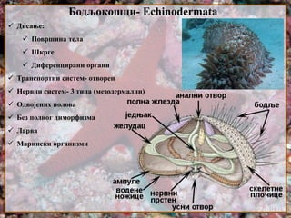 Бодљокошци- Echinodermata
 Дисање:
 Површина тела
 Шкрге
 Диференцирани органи
 Транспортни систем- отворен
 Нервни систем- 3 типа (мезодермални)
 Одвојених полова
 Без полног диморфизма
 Ларва
 Марински организми
 