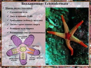 Бодљокошци- Echinodermata
 Морске звезде (Asteroidea)
 Спљоштено тело
 Диск и кракови (5-40)
 Грабљивице (избацују желудац)
 Дисање преко кожних шкрга
 Развијено чуло мириса
 Регенерација (вид размножавања)
 
