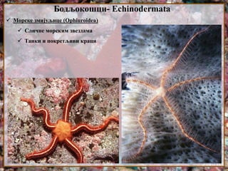 Бодљокошци- Echinodermata
 Морске змијуљице (Ophiuroidea)
 Сличне морским звездама
 Танки и покретљиви краци
 