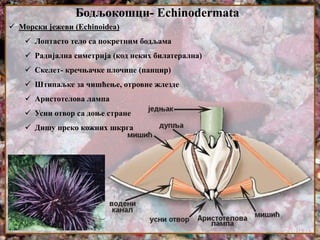 Бодљокошци- Echinodermata
 Морски јежеви (Echinoidea)
 Лоптасто тело са покретним бодљама
 Радијална симетрија (код неких билатерална)
 Скелет- кречњачке плочице (панцир)
 Штипаљке за чишћење, отровне жлезде
 Аристотелова лампа
 Усни отвор са доње стране
 Дишу преко кожних шкрга
 