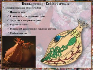 Бодљокошци- Echinodermata
 Морски краставци (Holoturoidea)
 Издужено тело
 Ручице око уста за хватање хране
 Дорзална и вентрална страна
 Редукован скелет
 Велика моћ регенерације, лепљиве цевчице
 Слабо покретни
 