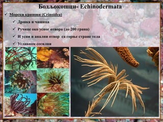 Бодљокошци- Echinodermata
 Морски кринови (Crinoidea)
 Дршка и чашица
 Ручице око усног отвора (до 200 грана)
 И усни и анални отвор са горње стране тела
 Углавном сесилни
 