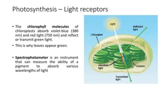 10 - Photosynthesis