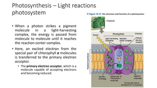 10 - Photosynthesis