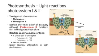 10 - Photosynthesis