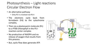10 - Photosynthesis