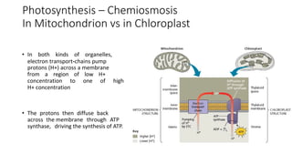10 - Photosynthesis