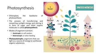 10 - Photosynthesis