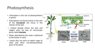 10 - Photosynthesis