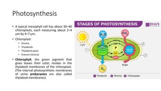 10 - Photosynthesis