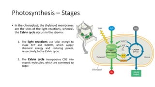 10 - Photosynthesis