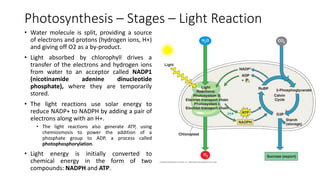 10 - Photosynthesis