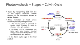 10 - Photosynthesis