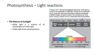 10 - Photosynthesis