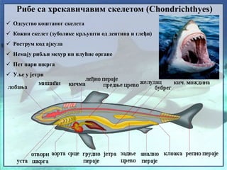 Рибе са хрскавичавим скелетом (Chondrichthyes)
 Одсуство коштаног скелета
 Кожни скелет (зуболике крљушти од дентина и глеђи)
 Рострум код ајкула
 Немају рибљи мехур ни плућне органе
 Пет пари шкрга
 Уље у јетри
 