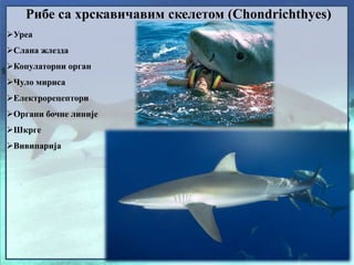 Рибе са хрскавичавим скелетом (Chondrichthyes)
Уреа
Слана жлезда
Копулаторни орган
Чуло мириса
Електрорецептори
Органи бочне линије
Шкрге
Вивипарија
 