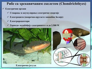 Рибе са хрскавичавим скелетом (Chondrichthyes)
 Електрични органи
 Стварање и акумулирање електричне енергије
 Електроцити (попречно-пругасте мишићне ћелије)
 Електрорецептори
 Торпеда- ослобађају електрицитет и до 2.500 W
Електрична јегуља
 