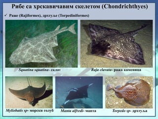 Рибе са хрскавичавим скелетом (Chondrichthyes)
 Раже (Rajiformes), дрхтуље (Torpediniformes)
Squatina squatina- склат Raja clavata- ража каменица
Torpedo sp- дрхтуљаMyliobatis sp- морски голуб Manta alfredi- манта
 