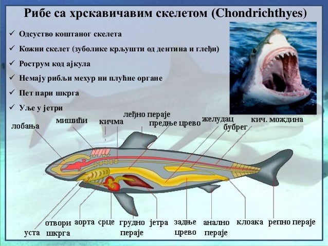 14. Ribe sa hrskavicavim skeletom