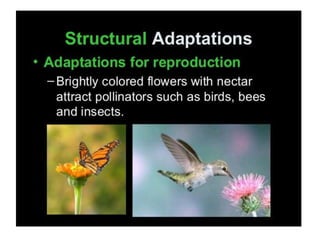 Anatomical Adaptation of plants