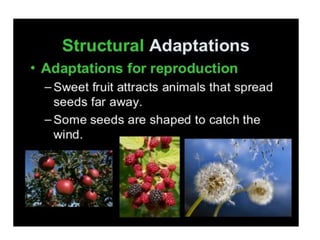 Anatomical Adaptation of plants