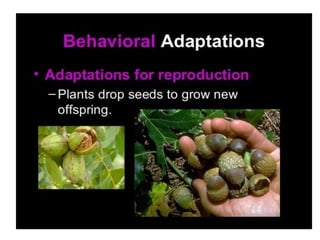 Anatomical Adaptation of plants
