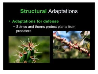 Anatomical Adaptation of plants