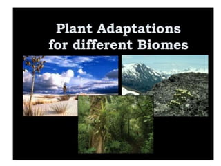 Anatomical Adaptation of plants