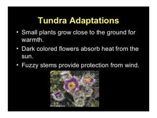 Anatomical Adaptation of plants