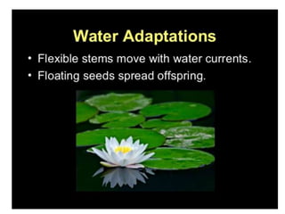 Anatomical Adaptation of plants