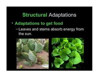 Anatomical Adaptation of plants