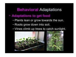 Anatomical Adaptation of plants