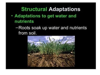 Anatomical Adaptation of plants