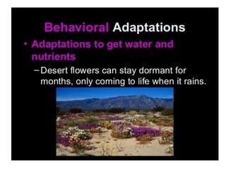 Anatomical Adaptation of plants