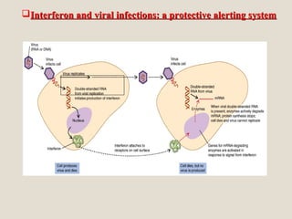 Interferon and viral infections: a protective alerting systemInterferon and viral infections: a protective alerting system
 