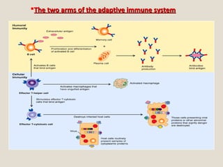 The two arms of the adaptive immune systemThe two arms of the adaptive immune system
 
