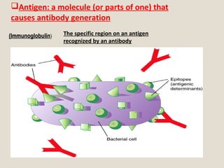 Antigen: a molecule (or parts of one) that
causes antibody generation
(Immunoglobulin(Immunoglobulin) The specific region on an antigen
recognized by an antibody
 