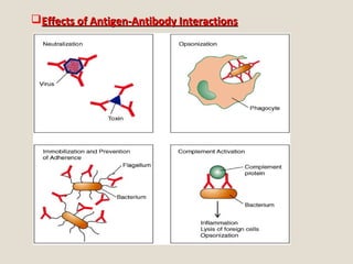 Effects of Antigen-Antibody InteractionsEffects of Antigen-Antibody Interactions
 